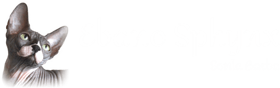 Ebano Sphynx
